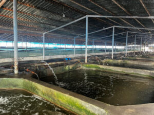 image-176373296854098418_1200x630