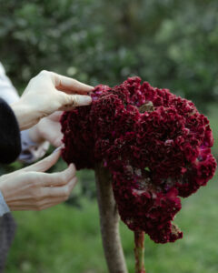 image-1763796059414541605_1200x630