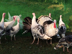 image-17638942073154424892_1200x630