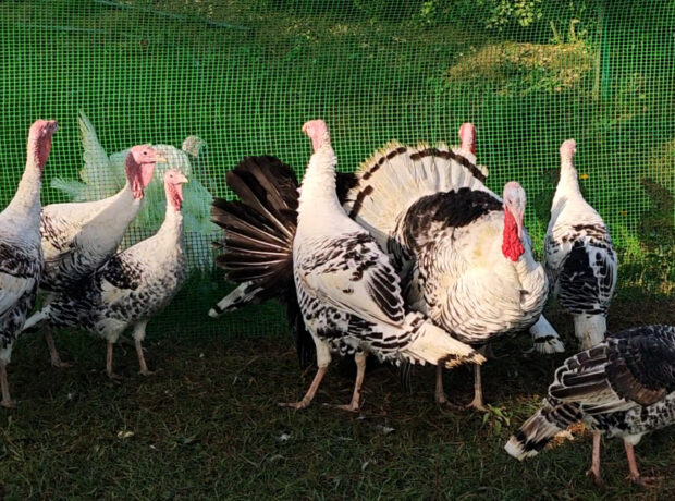 image-17638942073154424892_1200x630