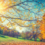 image-1763973102274211919_1200x630