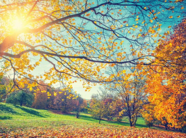 image-1763973102274211919_1200x630