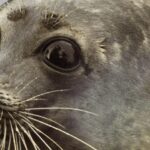 image-6909878bae5ac90caf33c7eb