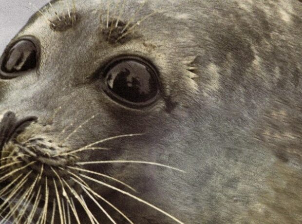 image-6909878bae5ac90caf33c7eb