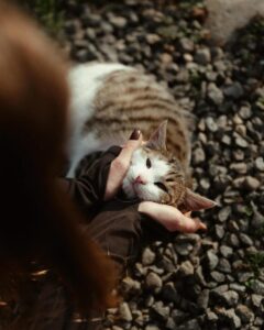 image-showpic_el100-4