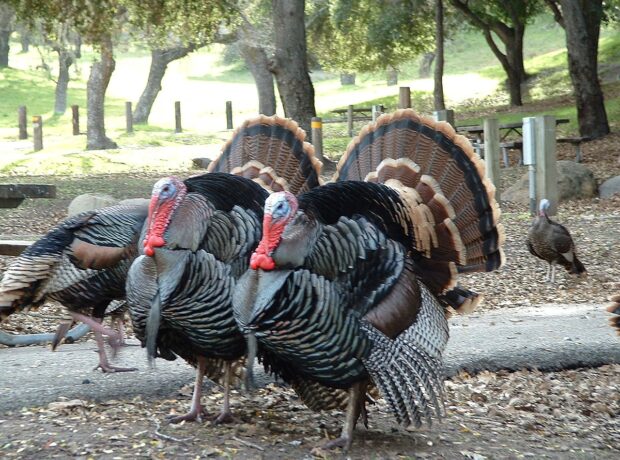 image-1200px-turkey_lopez04