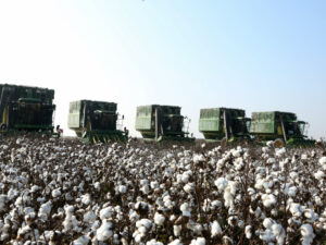 image-17645891892329547861_1200x630