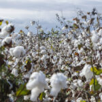 image-1765185169314361169_1200x630