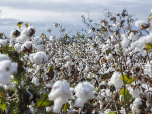 image-1765185169314361169_1200x630