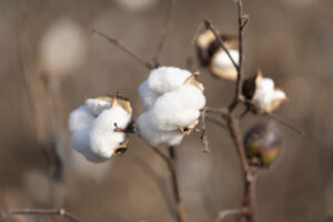 image-17651851693954339825_1200x630