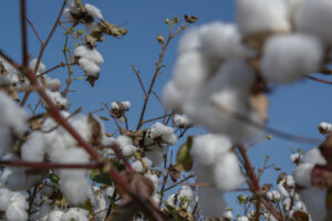 image-17651851694870436021_1200x630