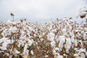 image-1765441773144754747_1200x630