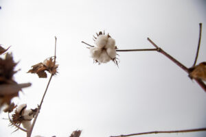 image-17654417731762627845_1200x630