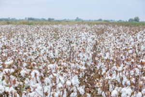 image-17654417732545858590_1200x630