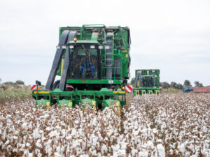 image-17654417732909861908_1200x630