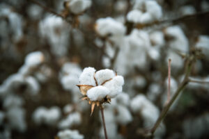 image-17654417734447416292_1200x630