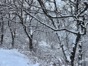 image-17658747286210210481_1200x630