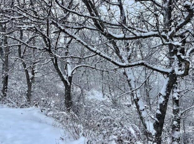 image-17658747286210210481_1200x630