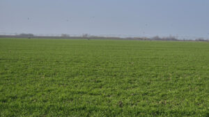 image-17665793372935227069_1200x630