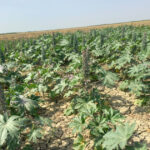 image-1766658333435918107_1200x630