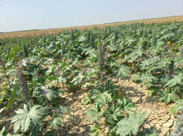 image-1766658333435918107_1200x630