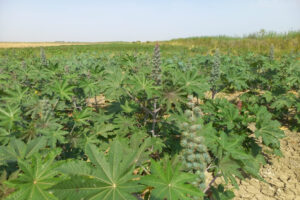 image-17666583334363745365_1200x630