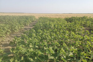 image-176665833362004721_1200x630