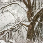 image-840d9121-2847-357f-b64a-10949c53fe50_450