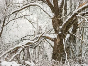 image-840d9121-2847-357f-b64a-10949c53fe50_450