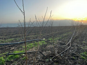 image-17685725855464033018_1200x630