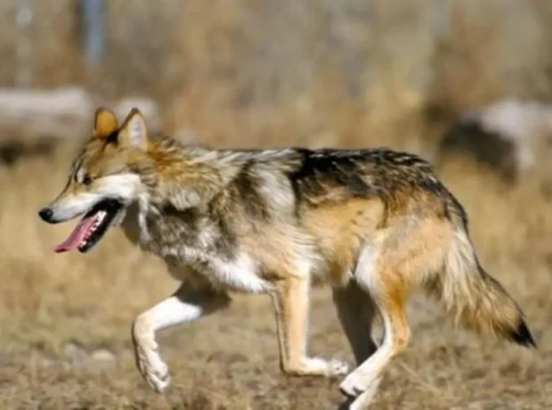 image-01kj38wqng657ecmm9f1r6jw12-large