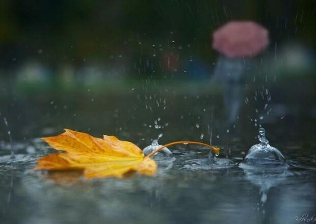 image-1774617446_yagish_