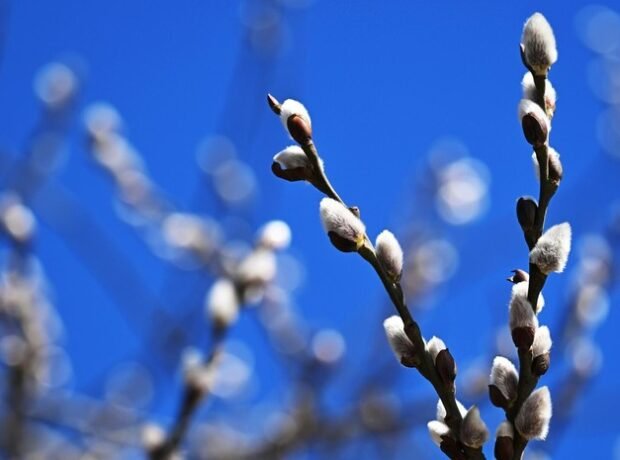 image-69b20fad02e8bd03f356dbb2