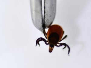 image-69bcbbcb02e8bd3666230092