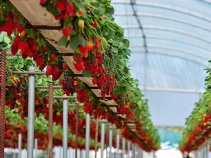 image-1698388462_paket-seralar-topraksiz-tarim-cilek-serasi-img-main