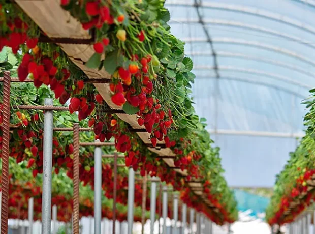 image-1698388462_paket-seralar-topraksiz-tarim-cilek-serasi-img-main