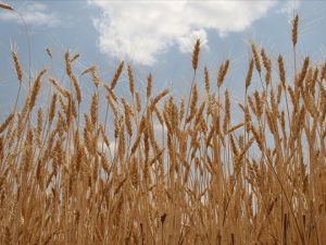 image-1776431267909541788_1200x630-1