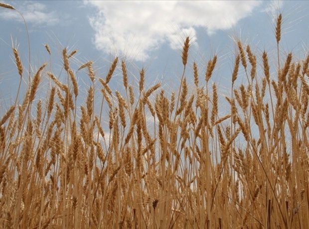 image-1776431267909541788_1200x630-1