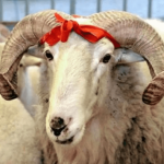 image-1779446044_qurban_bayrami_esas