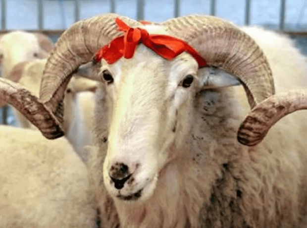 image-1779446044_qurban_bayrami_esas