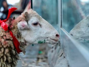 image-1779632956159-773b8bda0b4a-qurban-bayram