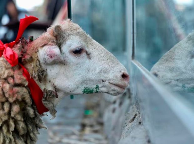 image-1779632956159-773b8bda0b4a-qurban-bayram