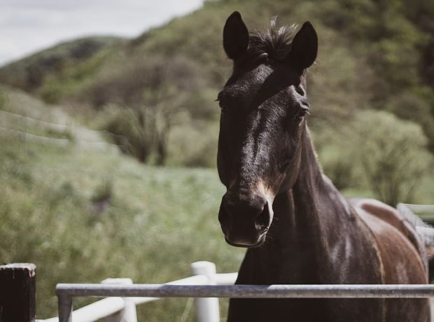 image-black_horse_1783755382-1